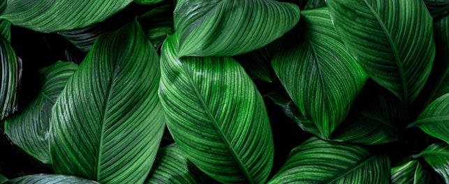 Zdjęcie przedstawia intensywnie zielone liście tropikalnej rośliny.